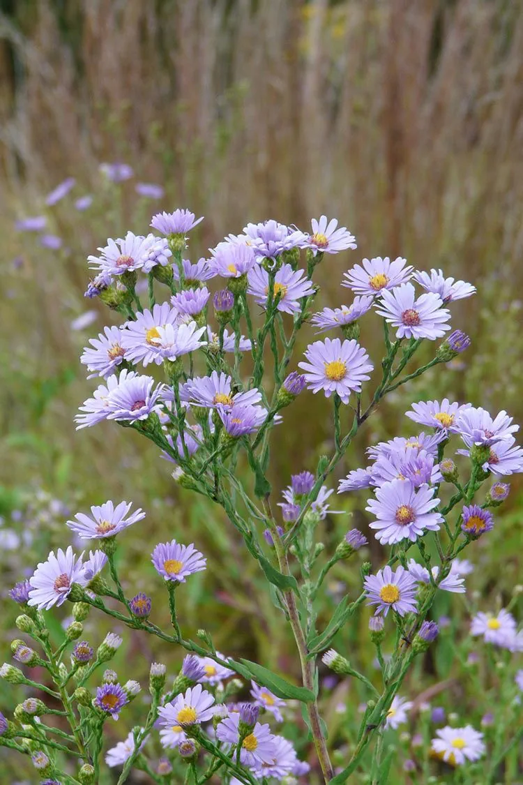 <p>Aster sp. or Aster ericoides</p>