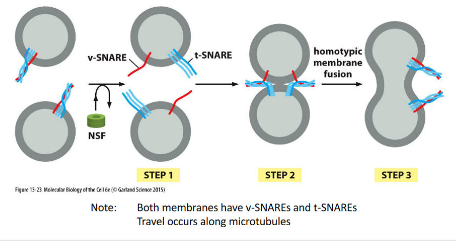 <p>the merging of <strong>vesicles with identical membrane origin</strong>, forming a <strong>vesicular tubular cluster</strong> known as the <strong>ER-Golgi Intermediate Compartment (ERGIC)</strong>.</p><p> <span data-name="small_blue_diamond" data-type="emoji">🔹</span> Key Features </p><ol><li><p><strong>ERGIC Formation</strong></p><ul><li><p>Vesicles budding from the ER fuse with each other to form a <strong>transient compartment</strong> between the ER and Golgi</p></li><li><p>This cluster acts as a <strong>sorting and staging area</strong> for cargo en route to the Golgi</p></li></ul></li><li><p><strong>SNARE Logic</strong></p><ul><li><p>Both vesicle membranes contain <strong>v-SNAREs</strong> and <strong>t-SNAREs</strong>, enabling <strong>mutual recognition and fusion</strong></p></li><li><p>SNARE pairing drives membrane merging even between vesicles of the same origin</p></li></ul></li><li><p><strong>Microtubule-Based Transport</strong></p><ul><li><p>ERGIC clusters travel along <strong>microtubules</strong> toward the <strong>cis-Golgi</strong></p></li><li><p>Movement is powered by <strong>motor proteins</strong> like dynein or kinesin</p></li></ul></li></ol><p></p>