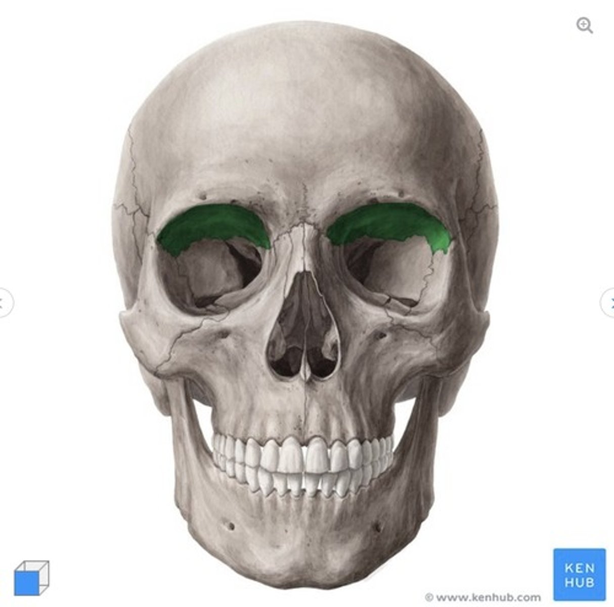 <p>What is this called and what bone is it on?</p>