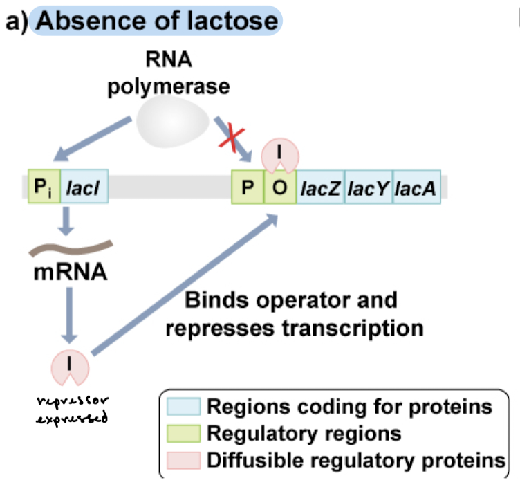 <p>The repressor is expressed and will bind the operator. RNAP binding is inhibited and transcription is repressed.</p>