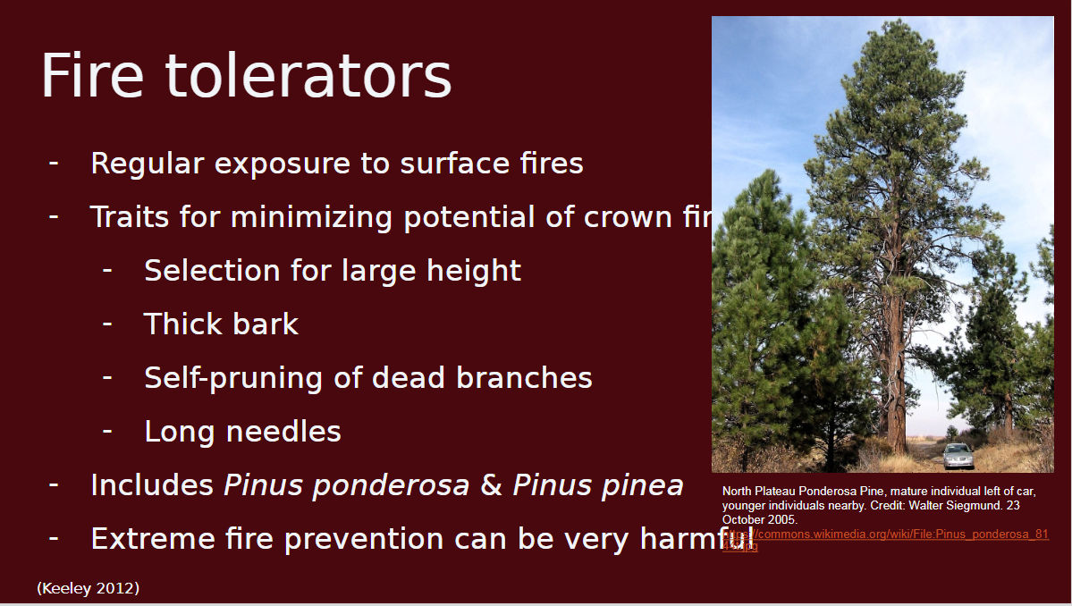 <p>-regular exposure to surface fires</p><p>-traits for minimizing potential of crown fires: selection for large height, thick bark, long needles, and self-prunning of dead branches</p><p>-early life is incredibly risky and some species require forest gaps to reach adulthood</p><p>-grass stage in some species (cluster of needles that protect apical meristem, 5-10 years)</p><p>-ponderosa pine</p>