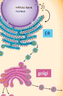 <p>outline the process of how vesicles move</p>