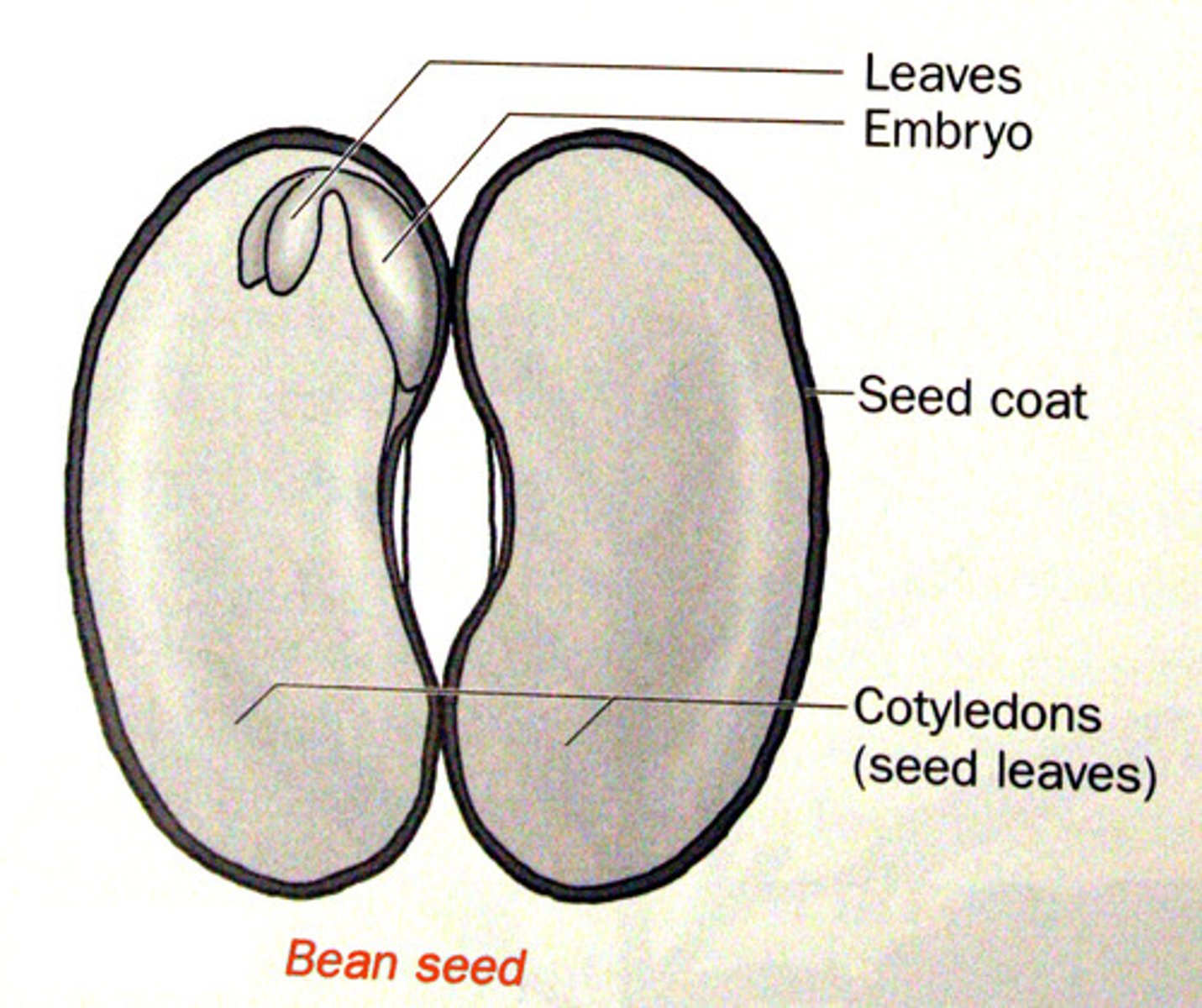<p>the developing human organism from about 2 weeks after fertilization through the second month</p>