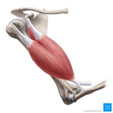 <p>Flexes forarm</p>