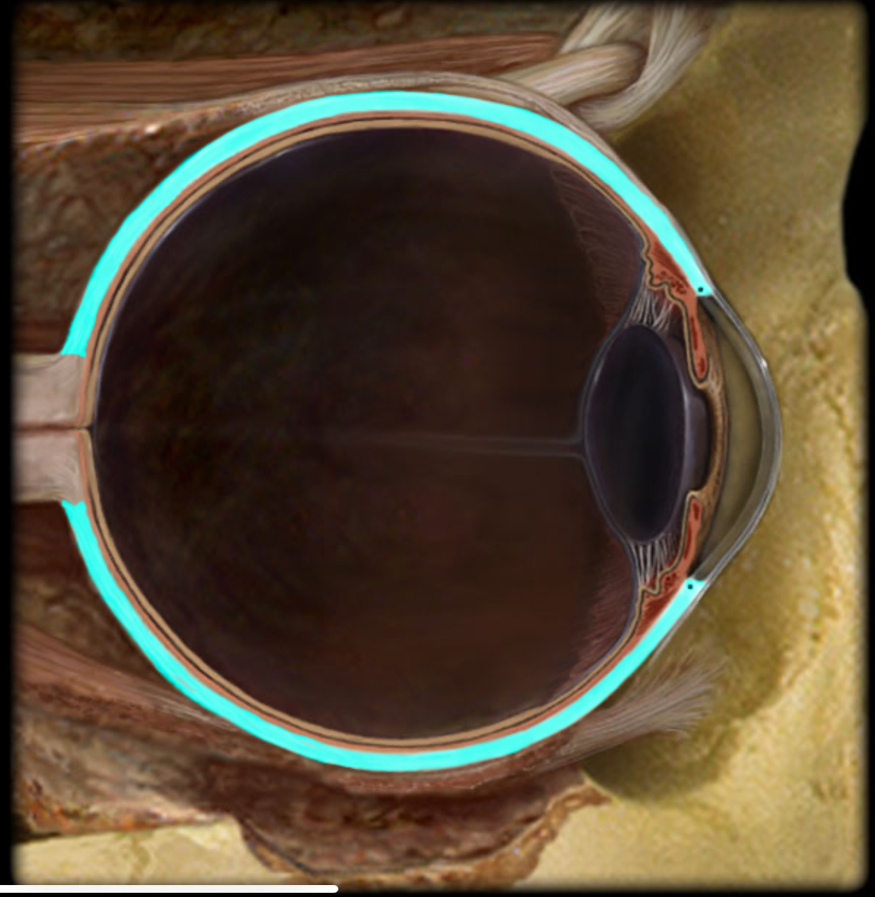 <h4 collapsed="false" seolevelmigrated="true"><strong>Location:</strong></h4><ul><li><p>Eye (fibrous layer)</p></li></ul><h4 collapsed="false" seolevelmigrated="true"><strong>Description:</strong></h4><ul><li><p>Outer layer of posterior 5/6th of eye</p></li><li><p>Dense collagenous connective tissue</p></li></ul><h4 collapsed="false" seolevelmigrated="true"><strong>Function:</strong></h4><ul><li><p>Protects eye</p></li><li><p>Maintains shape of eye</p></li></ul><h4 collapsed="false" seolevelmigrated="true"><strong>Comment:</strong></h4><ul><li><p>"White" of the eye</p></li></ul>