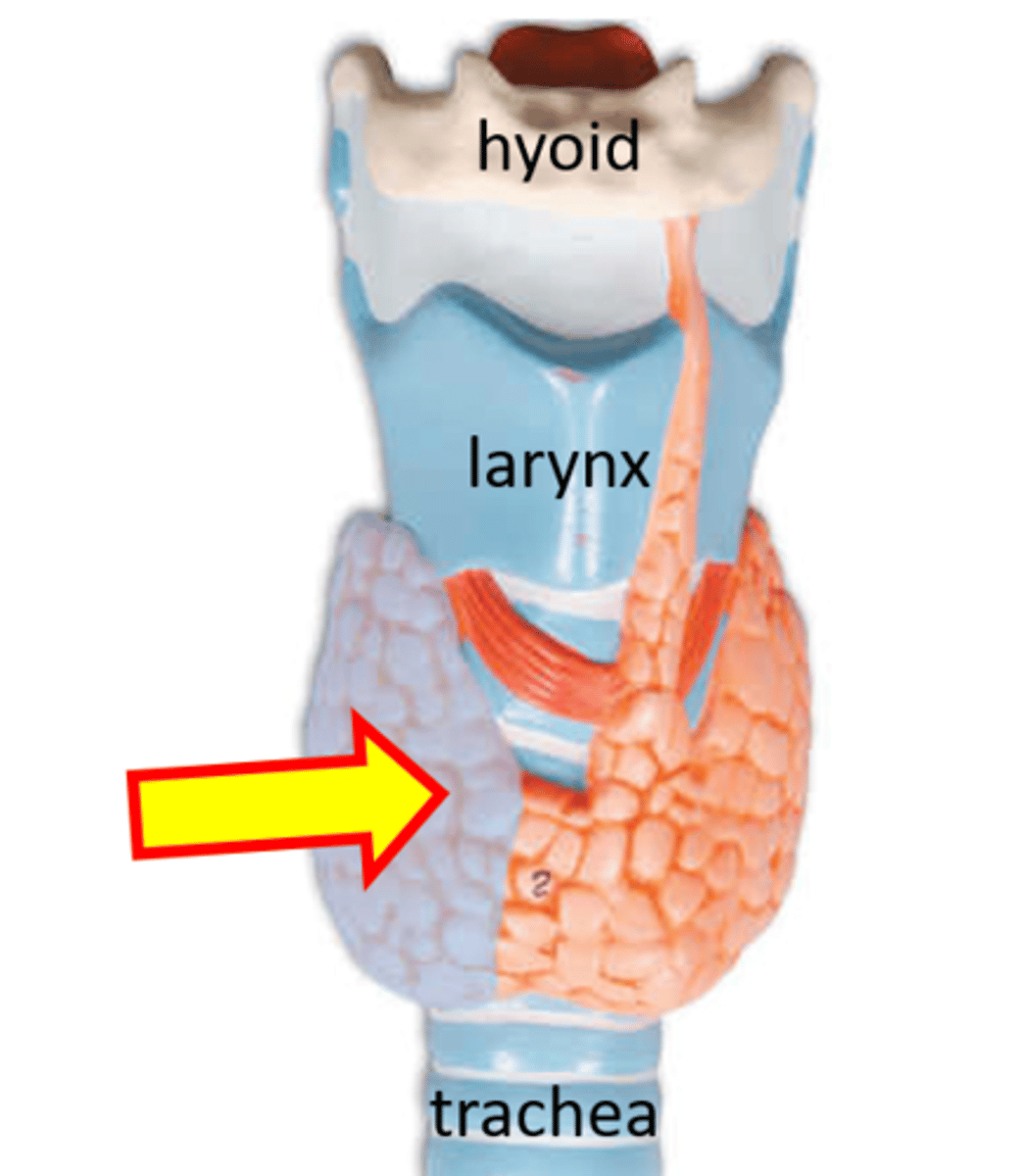 <p>Name just the highlighted area.</p>
