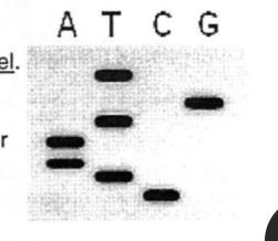<p>The image at right shows a sequencing gel run using the Sanger Method.<br>In the space provided, write the sequence of nucleotides indicated by the gel</p><p></p><p>Indicate the correct sequence of the <em>target DNA</em> used to perform the Sanger Sequencing Method (indicate 3’ and 5’ ends)</p>