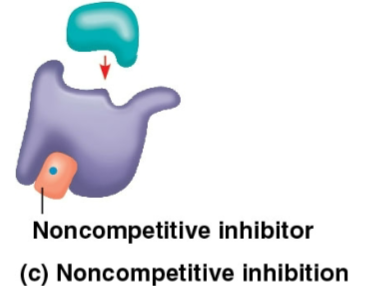 <p>Noncompetitive inhibitors</p>