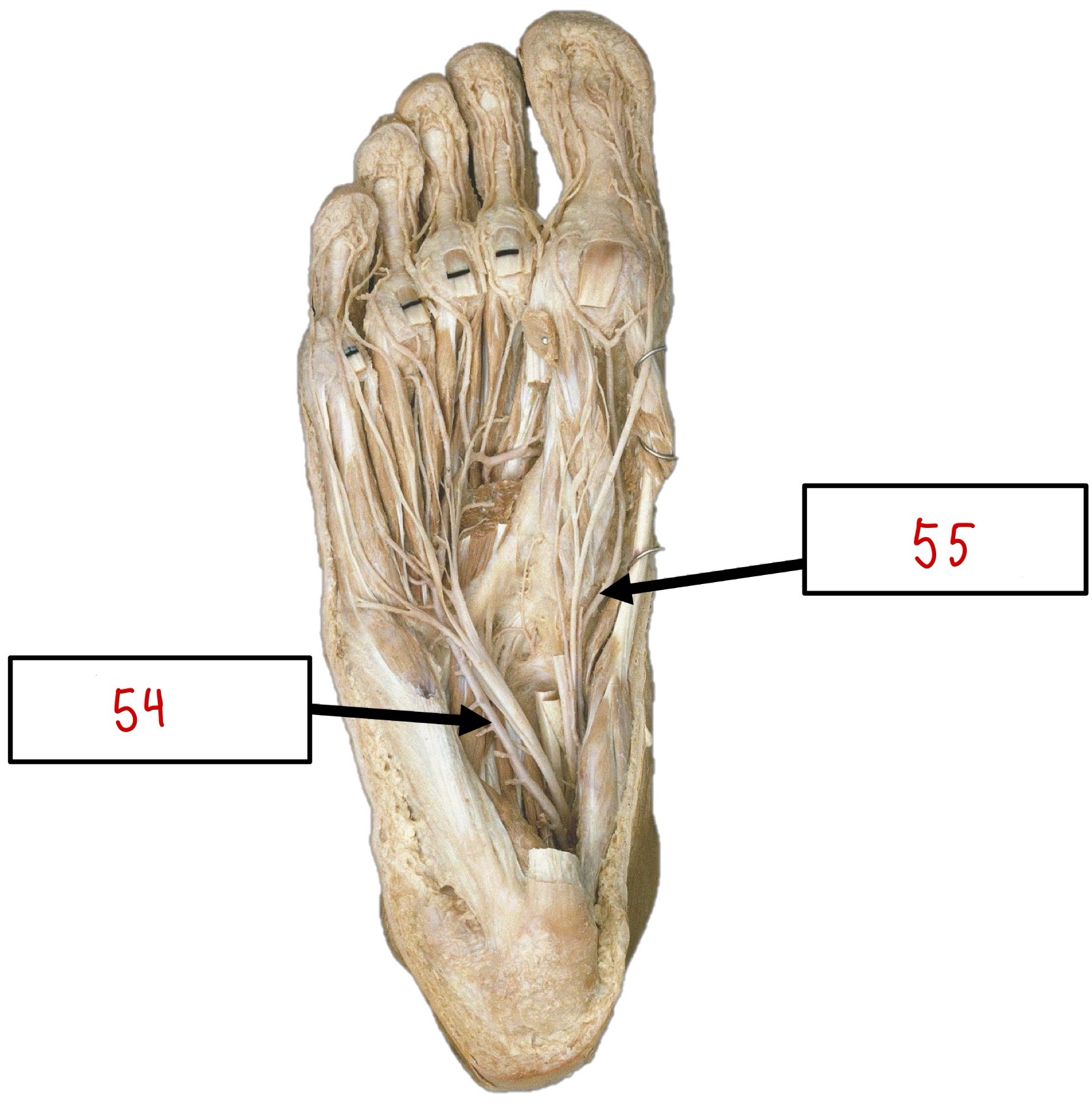 <p>54</p>