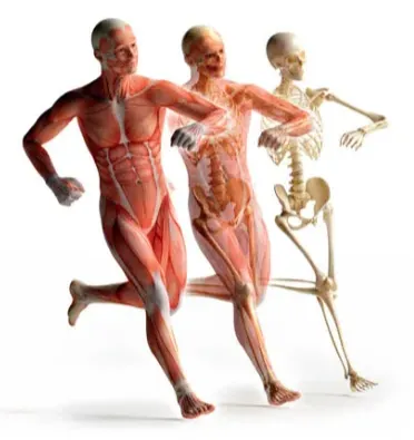 <ul><li><p>skeletal system</p></li><li><p>muscular system</p></li></ul><p></p>
