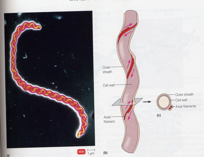 <p>Axial Filament/ Endoflagellum</p>