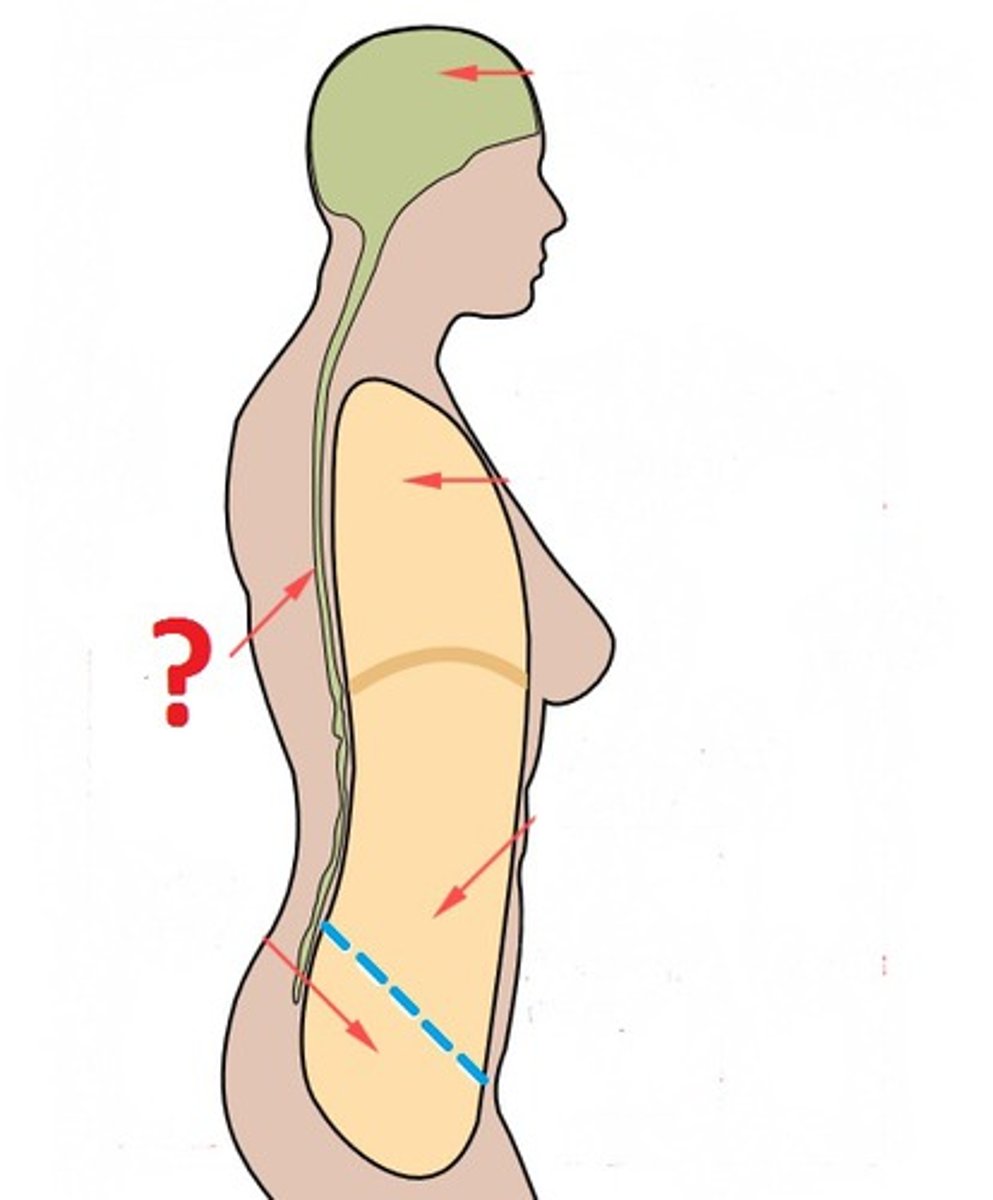<p>encloses the spinal cord</p>