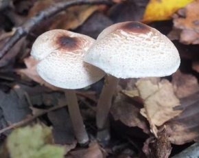 <p>Malodorous Lepiota additional info</p>
