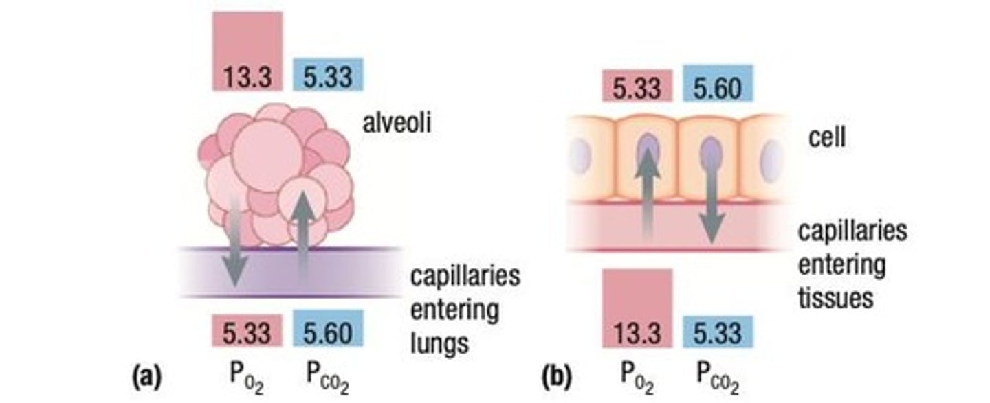 <p>The movement of a gas from an area of high concentration to an area of low concentration.</p>
