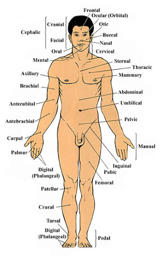 <p>Chest</p>