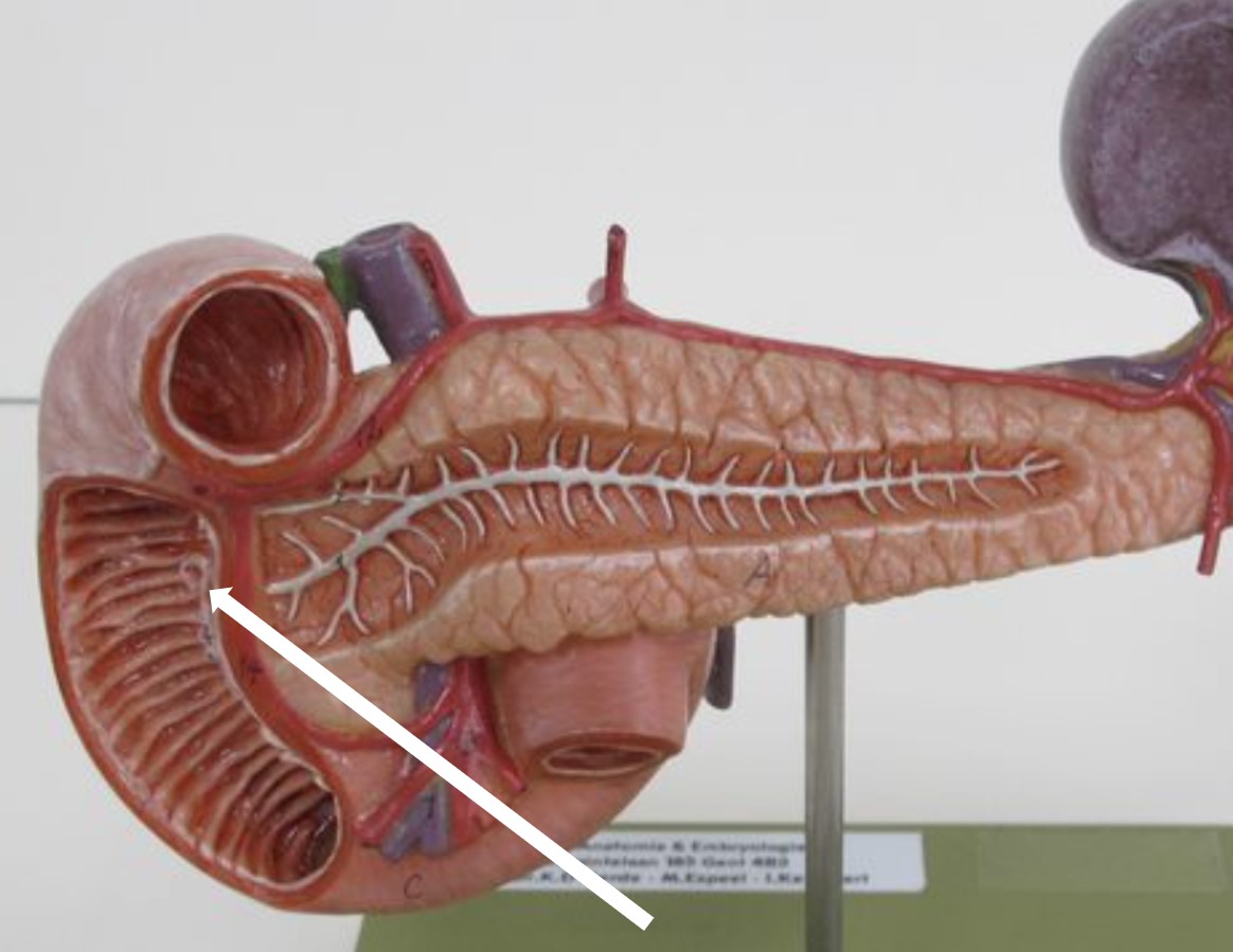 <p><span>opening waar ductus pancreaticus uitmondt in duodenum</span></p>