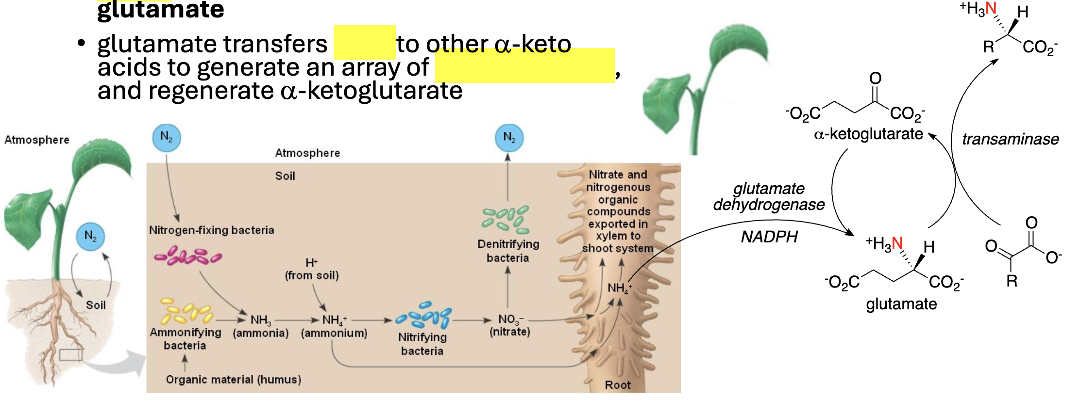 <p>Nitrogen Assimilation in Plants</p><ul><li><p>____ in soil is assimilated into amino acids by _____: picked up by a-ketoglutarate to give ________</p></li><li><p>glutamate transfers ______ to other a-keto acids to generate an array of ___________ (___________), and regenerate a-ketoglutarate</p></li></ul><p></p>