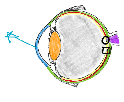 <p>Cornea</p>