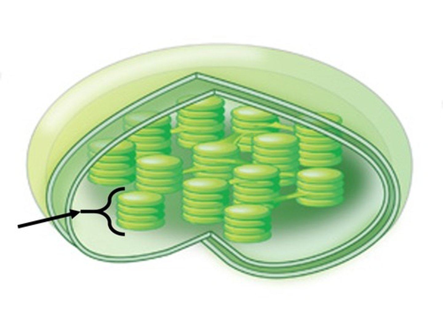 <p>Stacks of thylakoids.</p>