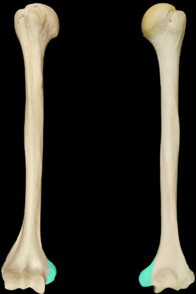 <p>Provides attachment for hand flexor muscles (medial subcutaneous projection near elbow)</p>