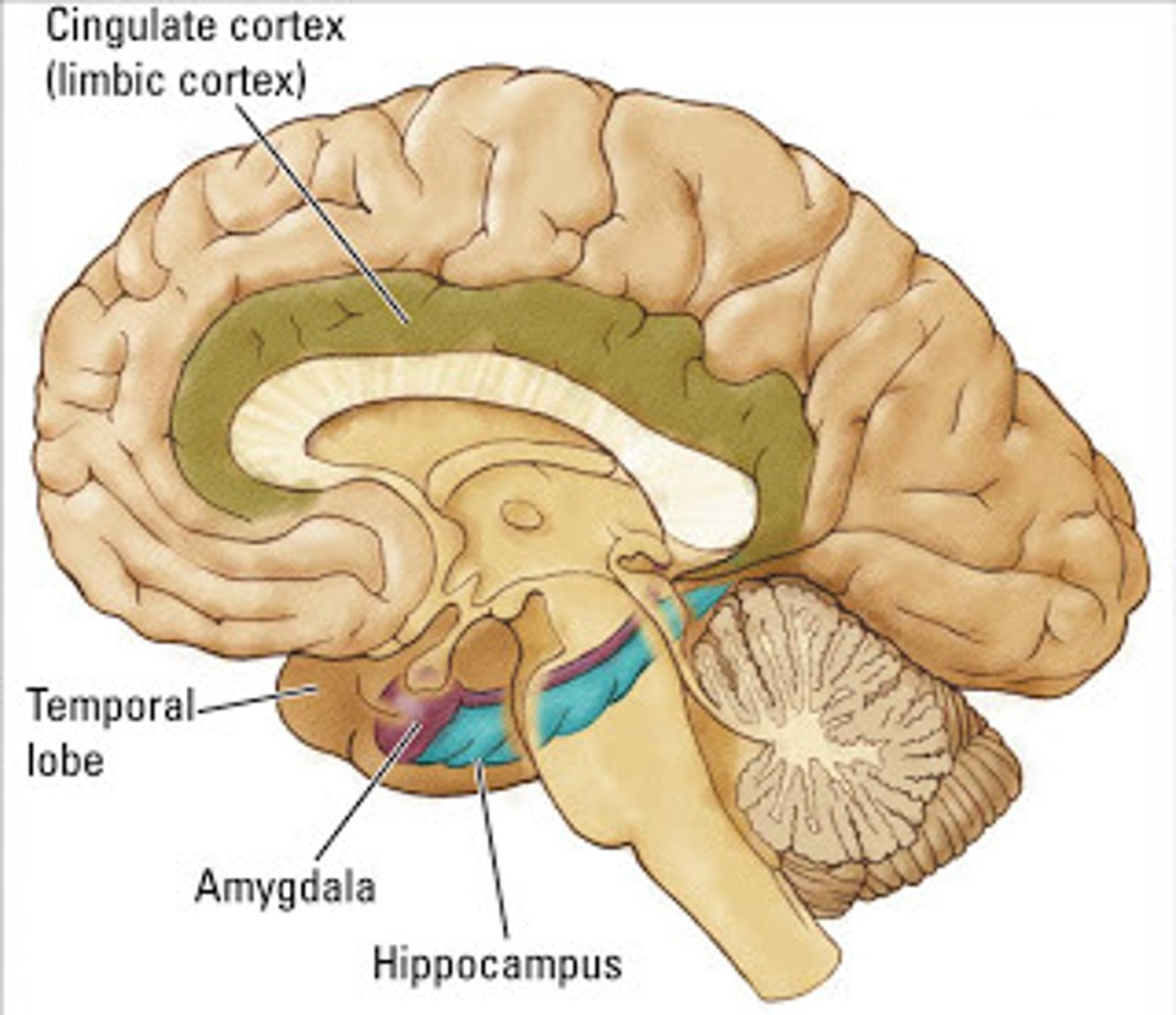 <p>Controls Memory<br><br>important in forming new memories and connecting emotions and senses, such as smell and sound, to memories.</p>
