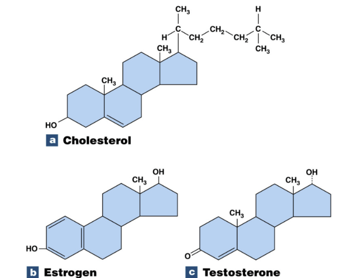 <ul><li><p>Key functions:</p><ul><li><p>chemical messengers, cell membrane structure, can span full body</p></li></ul></li></ul><ul><li><p>lipid with many carbons arranged in 4 ring structure&nbsp;</p></li><li><p>Cholesterol make steroid hormones</p></li></ul><p></p>