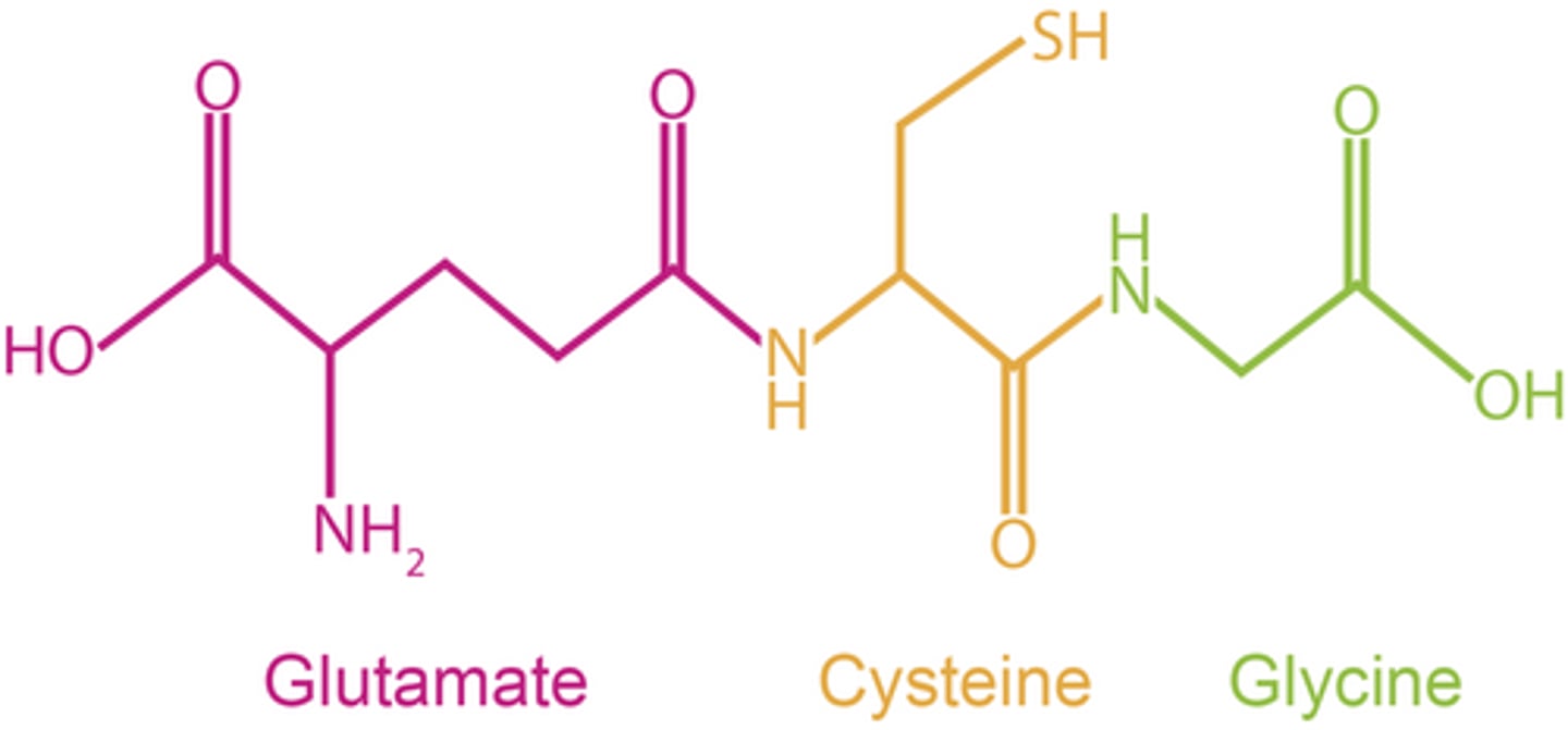 <p>A tripeptide made by lens epithelial cells</p>