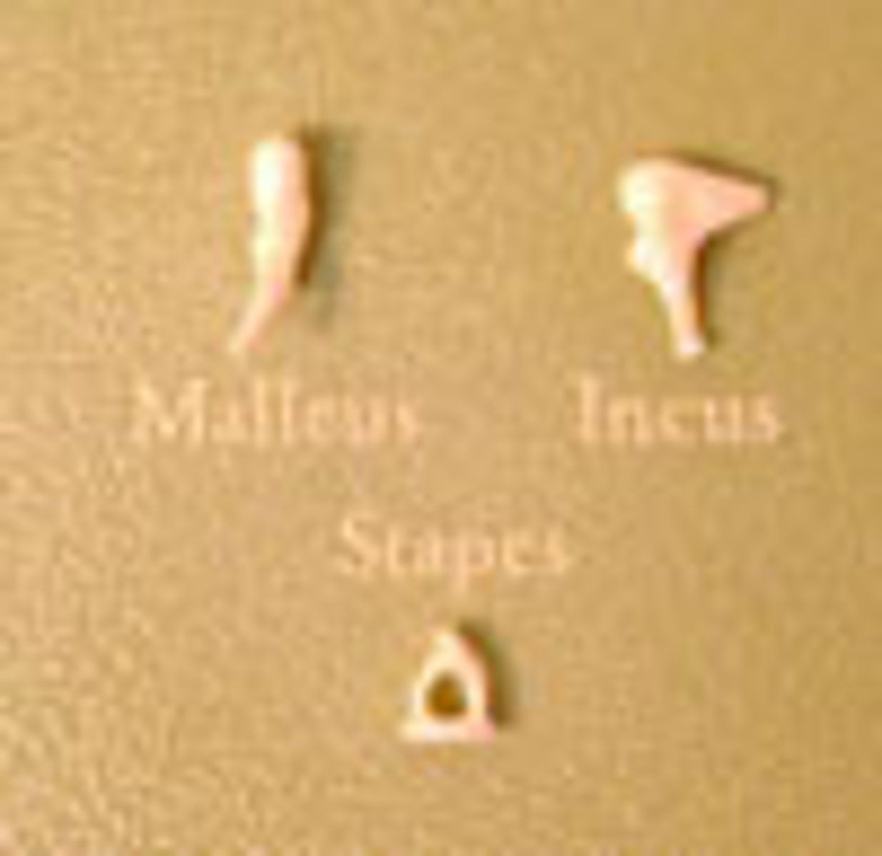 <p>malleus, incus, stapes</p>