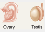 <p>controls ovaries and testes functions</p>