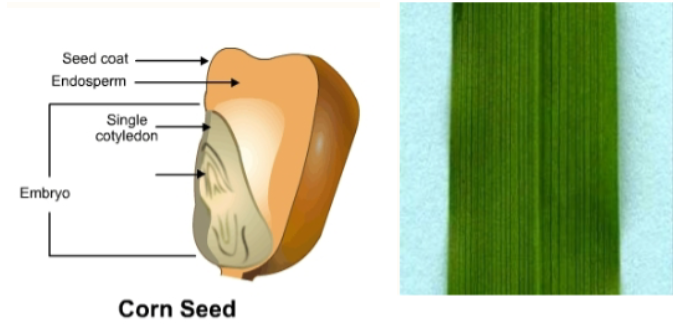 <p>Monocot</p>