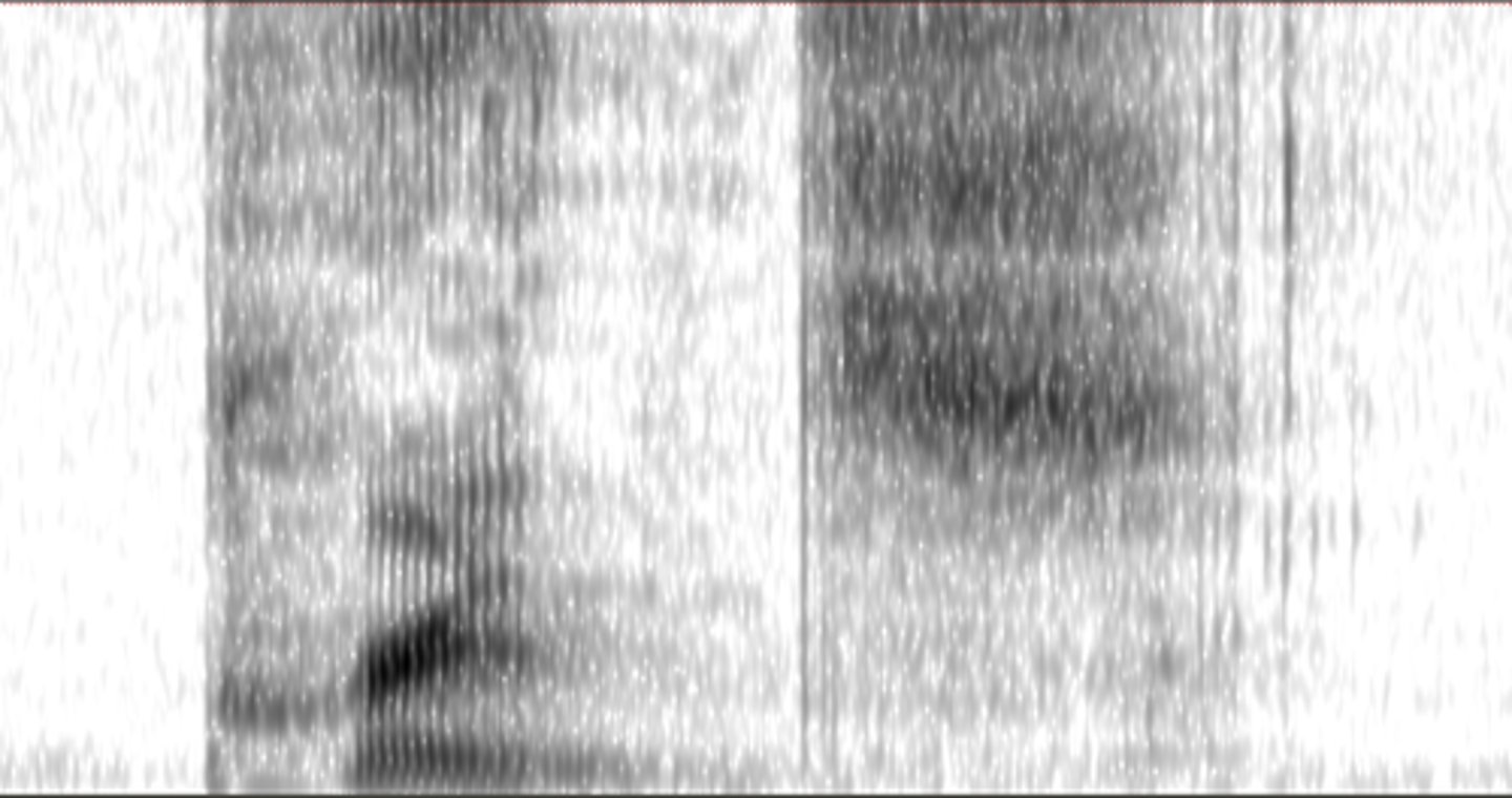 <p>Select the word that matches the spectrogram best.</p>