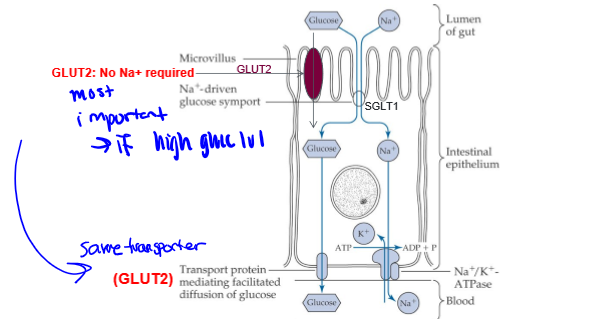 <p>for glucose and galactose. especially after large carb meal. glucose conc in the gut lumen is greater than in blood, and this transporter goes to the apical membrane (lumen border)</p>