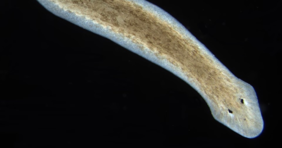 <p>What are the two cartoonish eyes on a planarian called?</p>