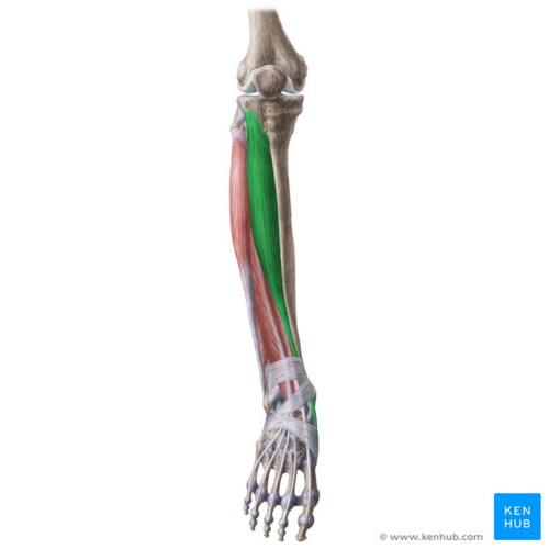 <p><span>Ankle, Foot, &amp; Toes Muscle Location:</span></p>