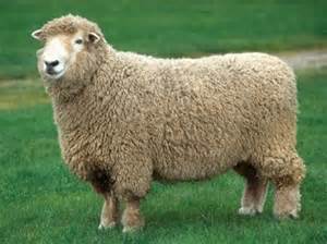 <p>long wool breed with wool on face and legs</p>