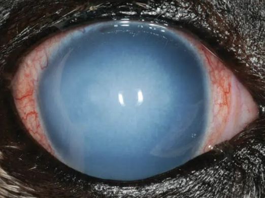 <p>What corneal injury can result from epithelial/endothelial injury, anterior lens luxation, or glaucoma, and leads to stromal hydration? A blue-grey haze will result from excess stromal water separating the collagen lamellae, and transparency depends on the epithelial barrier and endothelial pump being maintained, so the mechanism can be due to either of these failing.</p>