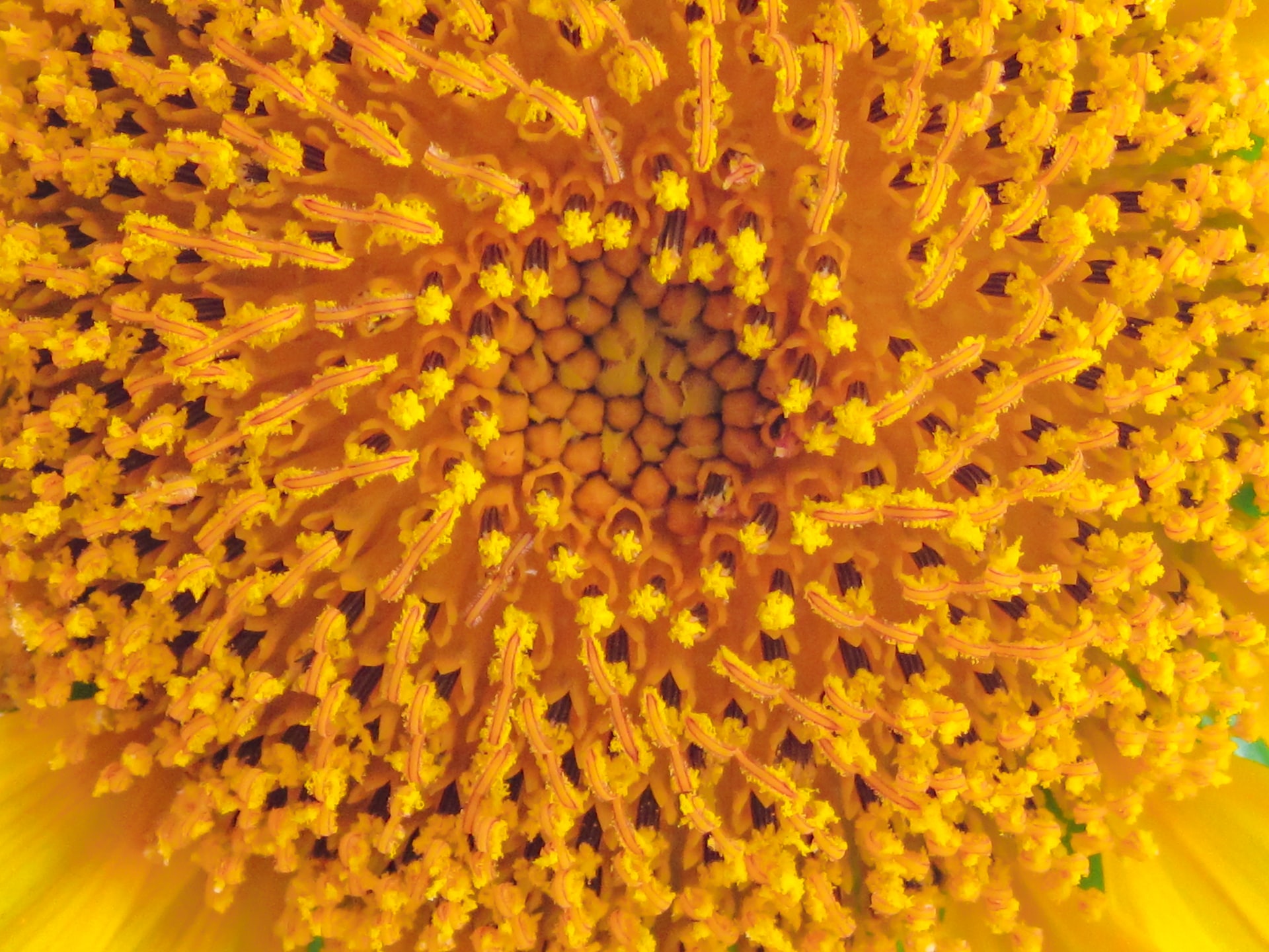 <p>where pollen is produced and is a male reproductive organ. </p>