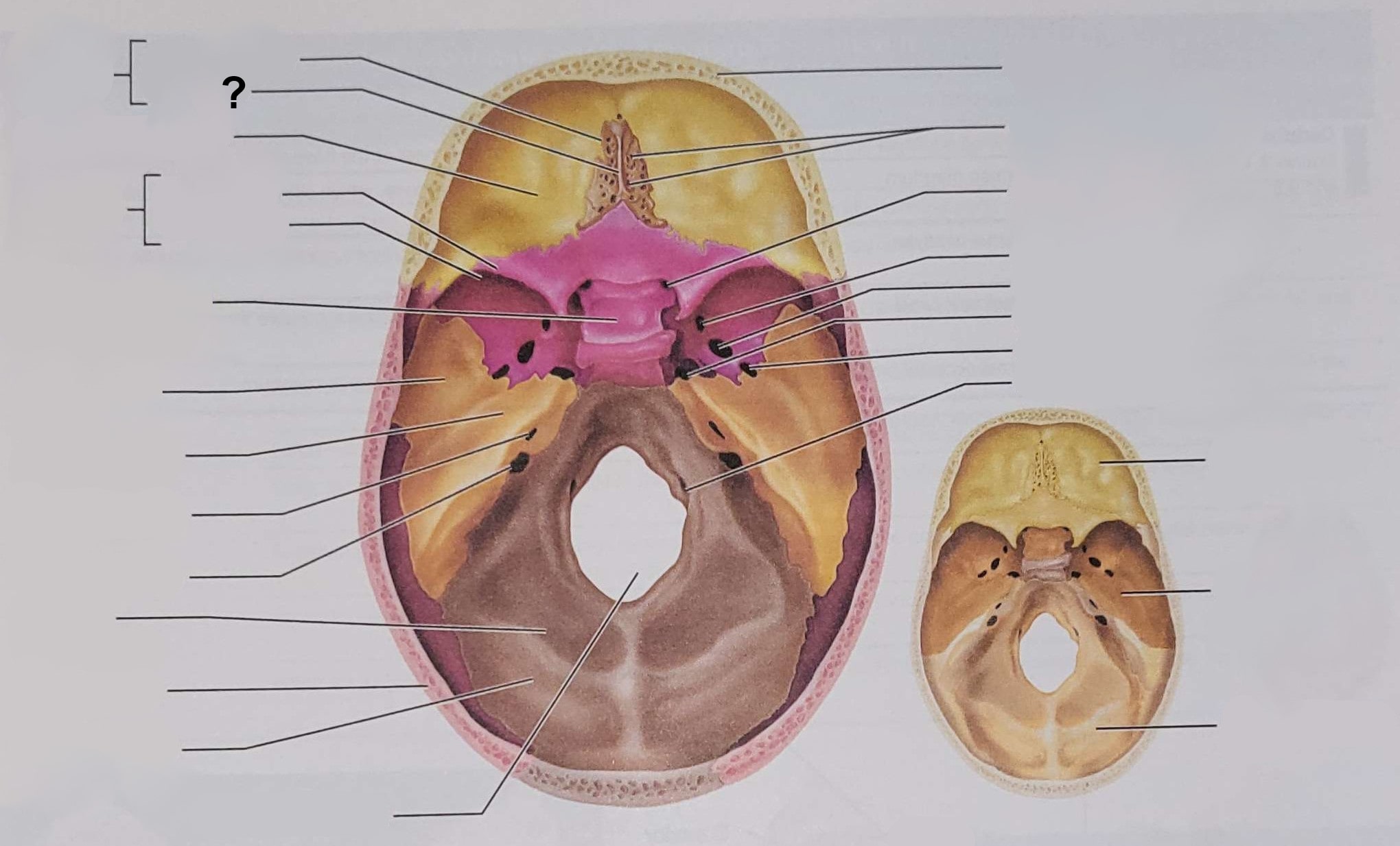 <p>Name the indicated structure</p>