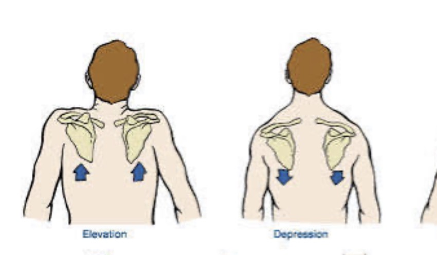 <p>Elevation (up)</p><p>Depression (down)</p><p>Frontal plane and sagittal axis </p>