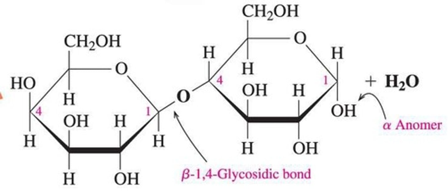 <p>A linear unbranched homopolysaccharide of glucose; humans lack cellulase to break β-1,4 glycosidic bonds.</p>