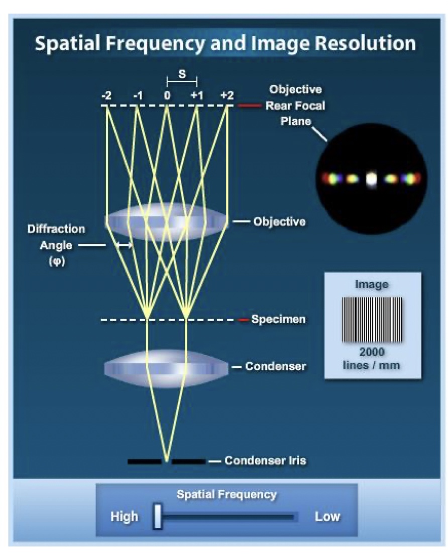 <p>when a line grating is imaged in the microscope, a series of monoscopic images representing the condenser iris opening can be seen at the objective rear focal plane.</p>