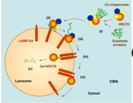 <p>Degrades soluble or unfoldable proteins in</p><p>a molecule-by-molecule fashion.</p>