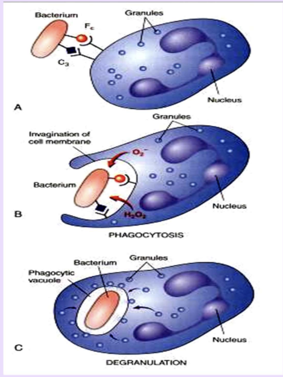 <p>Phagocytosis</p>