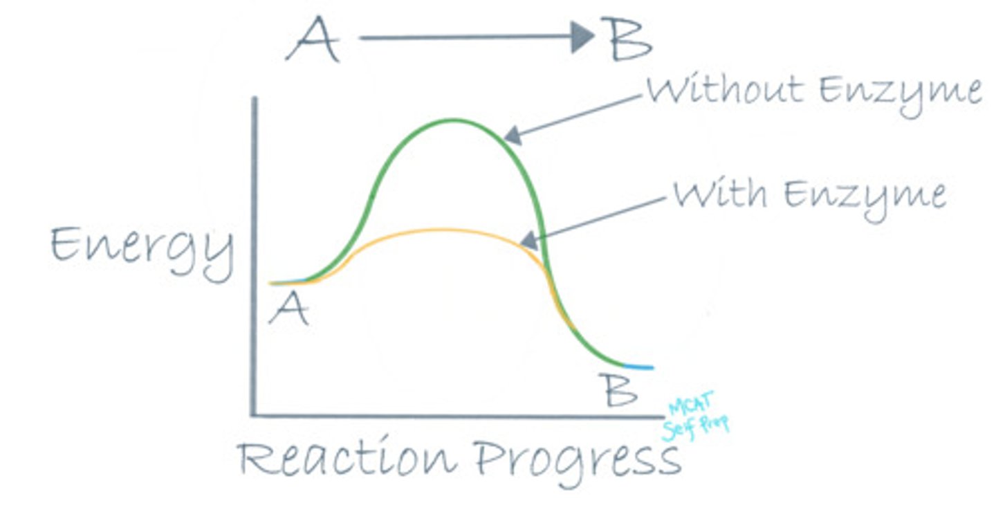 <p>(D) Free energy of activation</p><p>An enzyme lowers the free energy of activation by stabilizing the transition state, making a catalyzed reaction go faster. An uncatalyzed reaction will have a much higher free energy of activation and have a less stable transition state.</p>