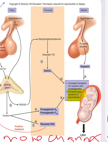 <p>•<strong><em>__________   _______</em></strong> surrounding baby ruptures and flows through the vagina</p><p>-no more oxytocin changes</p>