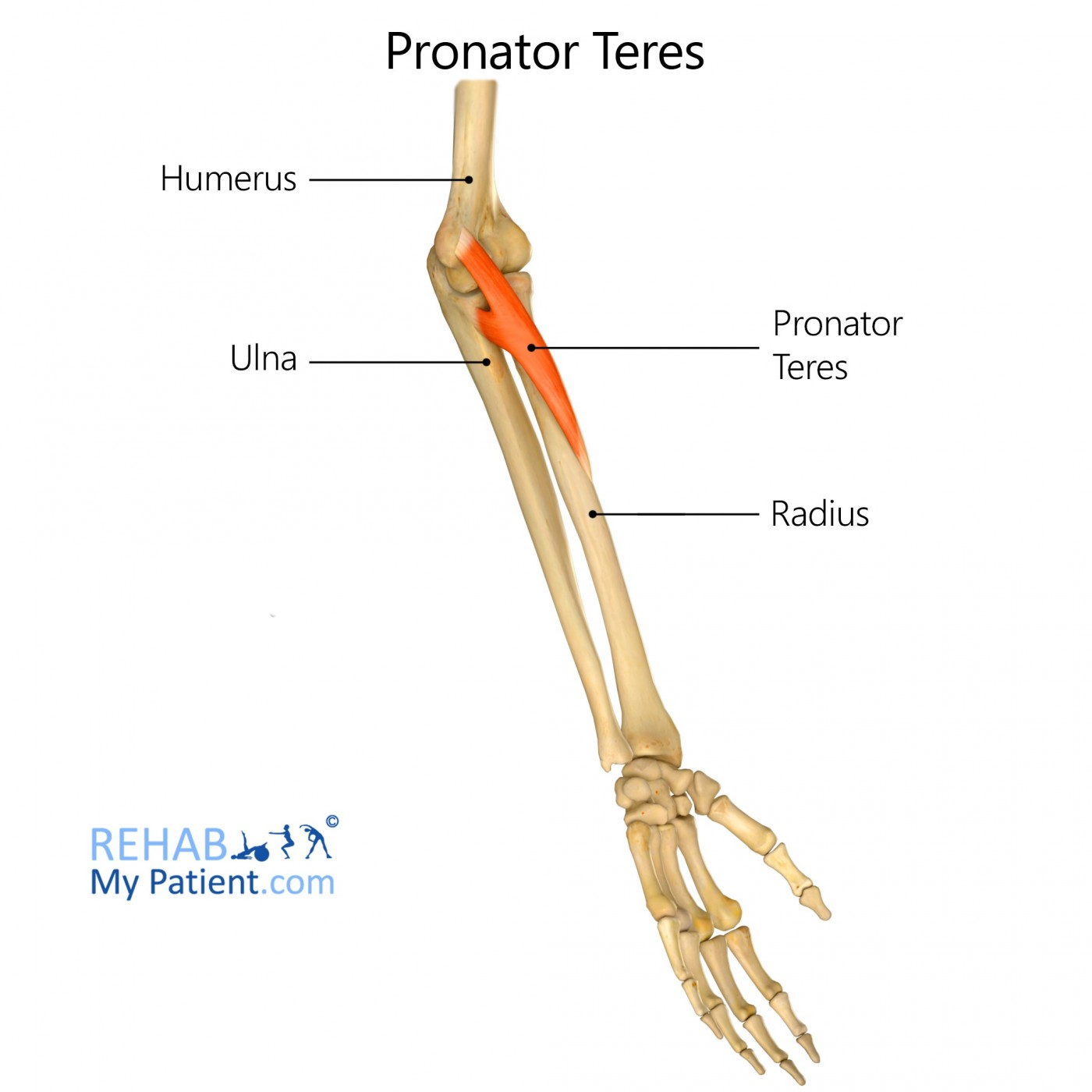 <ul><li><p>origin:</p><ul><li><p>humeral head - medial supracondylar ridge of humerus</p></li><li><p>ulnar head - coronoid process of ulna</p></li></ul></li><li><p>insertion: lateral surface of radius (distal to supinator)</p></li></ul>