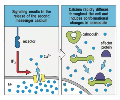 <ul><li><p>Phospholipase C-γ, activated by cell-surface receptors, hydrolyzes PIP2 into IP3 and DAG.</p></li><li><p>IP3 triggers Ca²⁺ release from the endoplasmic reticulum.</p></li><li><p>Ca²⁺ binds to calmodulin, forming a complex that activates effector proteins.</p></li><li><p>This complex regulates phosphorylation, dephosphorylation, and activates transcription factors, influencing gene expression.</p></li></ul><p>4o</p>