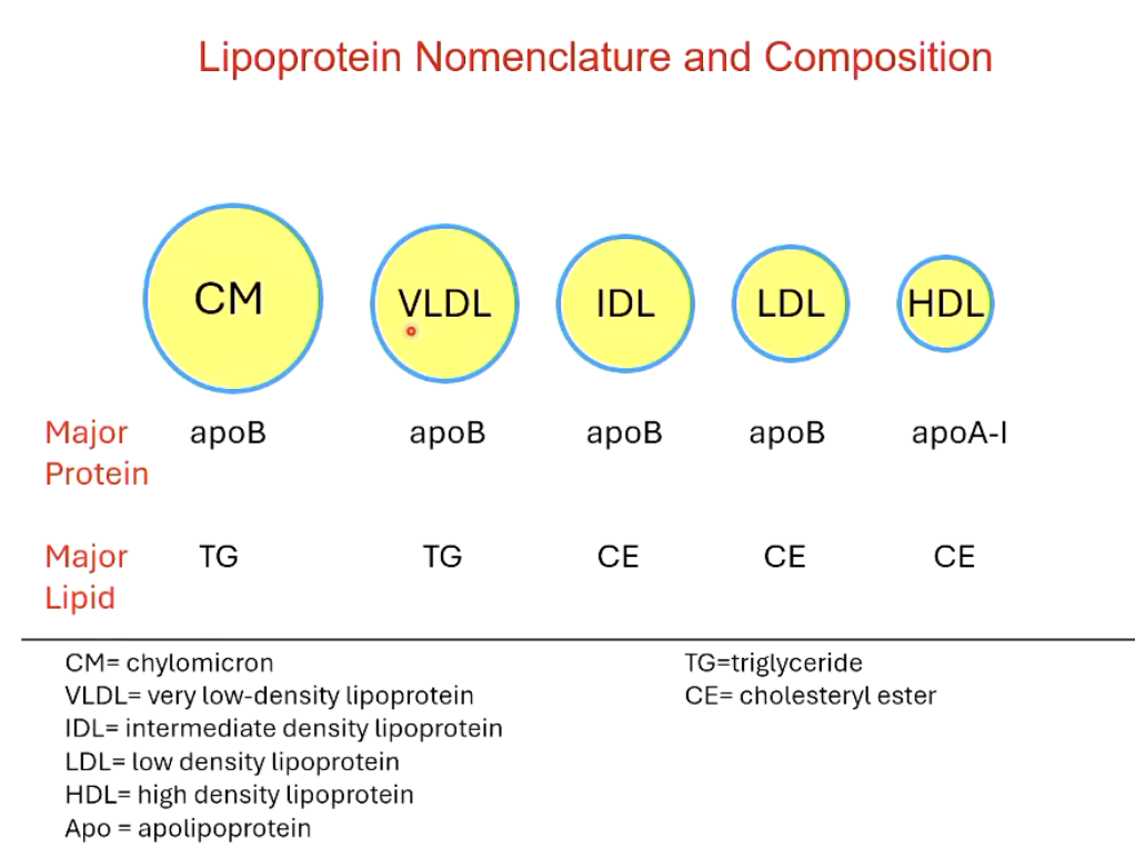 <ol><li><p>CM (chylomicron): apoB &amp; TG; intestinal origin</p></li><li><p>VLDL (very low density lipoprotein): apoB &amp; TG; liver origin</p></li><li><p>IDL (intermediate density lipoprotein): apoB &amp; CE; liver origin</p></li><li><p>LDL (low density lipoprotein): apoB &amp; CE; liver origin</p></li><li><p>HDL (high density lipoprotein): apoB &amp; CE; liver and intestinal origin</p></li></ol><p></p>