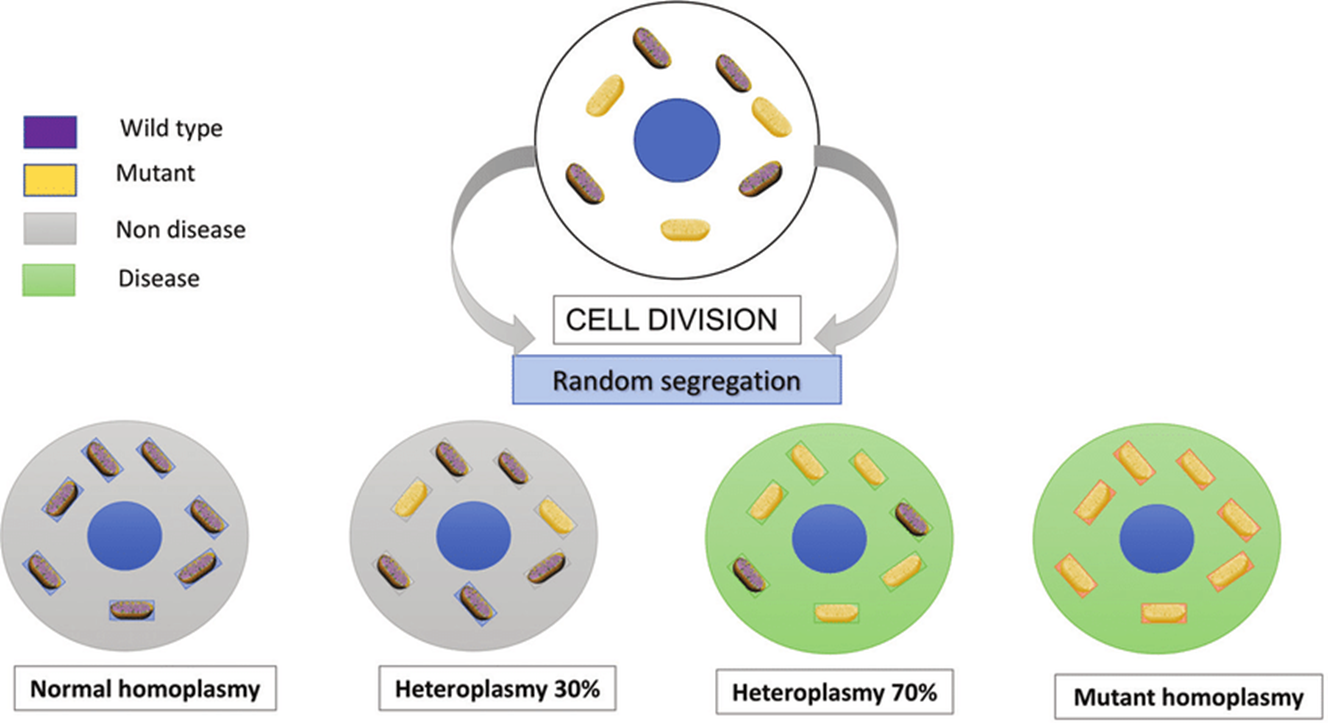 <ul><li><p><strong>patrilineal inheritance</strong>: passing down traus from the father to son</p><ul><li><p><em>example</em>: Y-linked traits ability to produce sperm</p></li></ul></li><li><p><strong>matrilineal inheritance:</strong> passing down the trait from mother to offspring( all sexes)</p><ul><li><p>example: mitochondrial DNA</p></li></ul></li><li><p><strong>Heteroplasmy</strong>: the presence of more than one type of mitochondrial DNA within an individual cells</p><ul><li><p>due to mutations in mitochondrial DNA during cells division resulting in a mixture of normal and mutated mitochondria DNA</p></li></ul></li></ul>