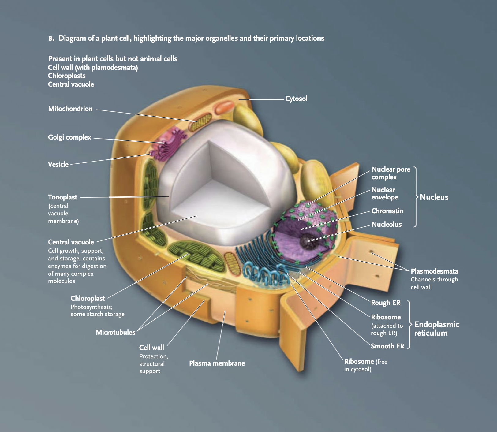 <p>(eukarya) multicellular organisms</p>